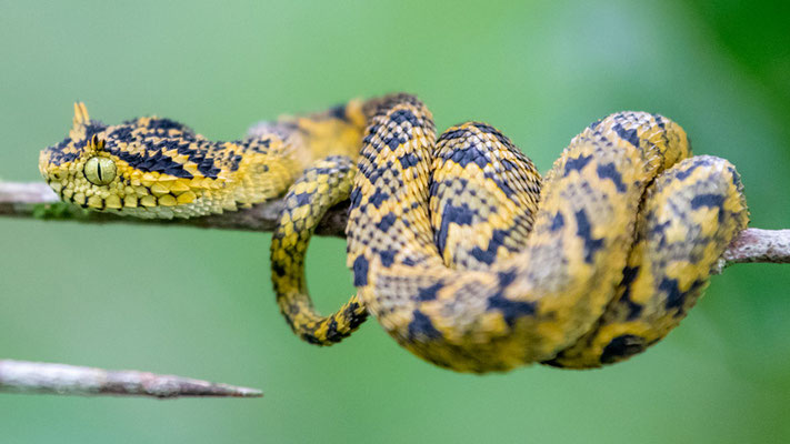 Vipère des Usambaras, Atheris ceratophora