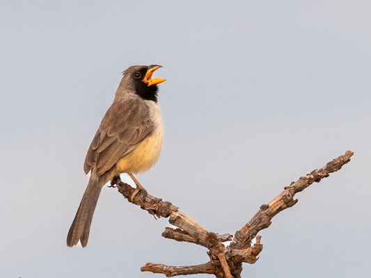  Saltator à gorge noire, Saltatricula atricollis