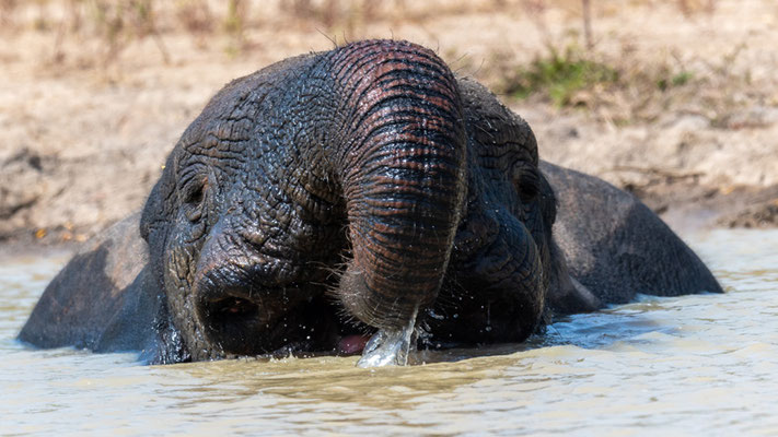 Eléphant de savane, Loxodonta africana