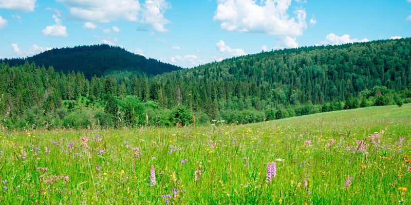 Prairies humides dans les Carpates, à la frontière avec l'Ukraine