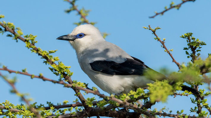 Corbin de Stresemann, Zavattariornis stresemanni, endémique de la région de Yabelo