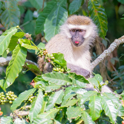 Vervet Bleu, Chlorocebus pygerythrus