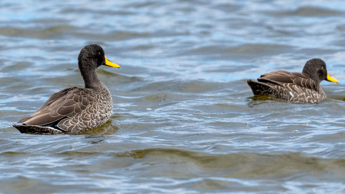 Canard à bec jaune, Anas undulata