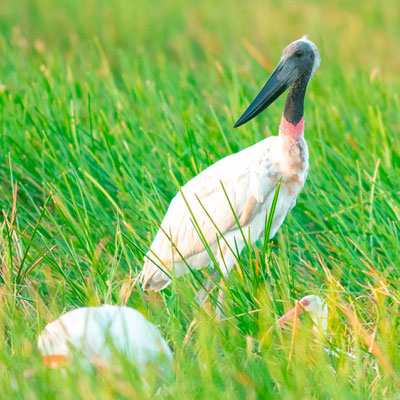 Jabiru d'Amérique, Jabiru mycteria