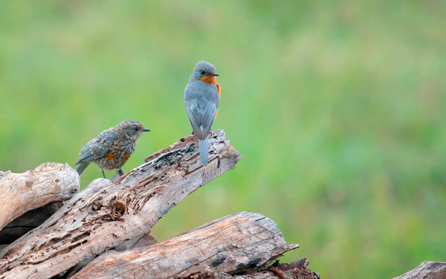 Gobemouche argenté, Empidornis semipartitus. Un adulte avec son jeune