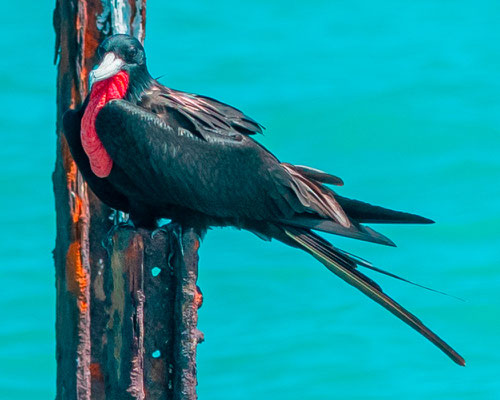 Frégate superbe, Fregata magnificens mâle