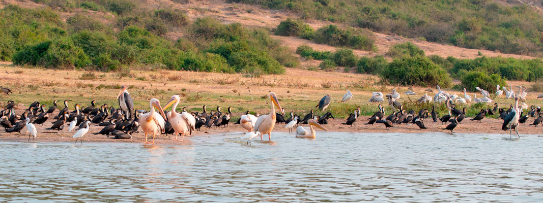 Le rivage du canal de Kazinga toujours rempli d'oiseaux. Pélican blanc, Pelecanus onocrotalus, Grand Cormoran, Phalacrocorax carbo, Marabout d'Afrique, Leptoptilos crumeniferus, Aigrette garzette, Egretta garzetta