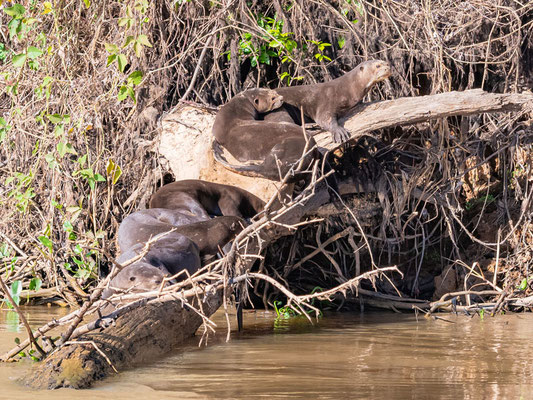 Famille de Loutre Géante. Pteronura brasiliensis sur le Rio Claro