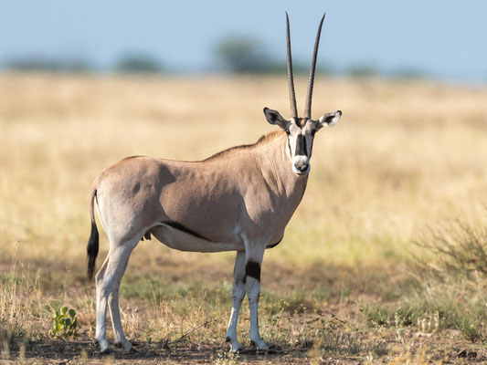 Orix beisa, Oryx beisa. Réseve d'Aledeghi