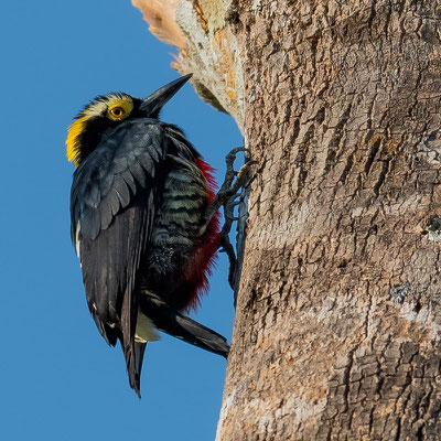 Yellow-tufted Woodpecker r, Melanerpes cruentatus