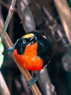 Gonolek des papyrus, Laniarius mufumbiri. Notre dernière incroyable coche!