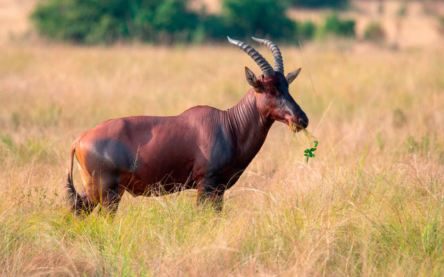 Le Damalisque ou Topi , Damaliscus korrigum