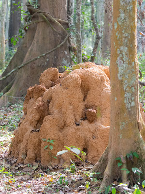 Termitière dans la forêt de Bobiri