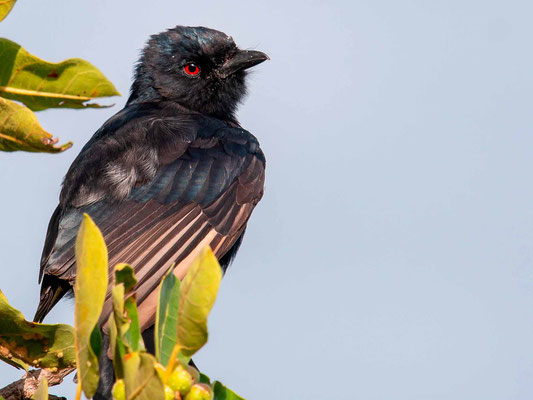 Drongo brillant, Dicrurus adsimilis