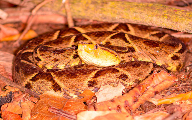 Fer-de-lance, Bothrops asper