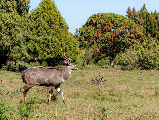 Nyala, de montagne, Tragelaphus buxtoni. ENDÉMIQUE. Dinsho