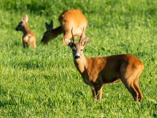 Famille de Chevreuil, Capreolus capreolus. Sur la route de retour à Oslo