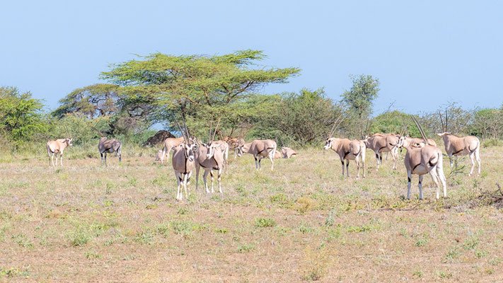 Orix beisa, Oryx beisa. Parc national d'Awash