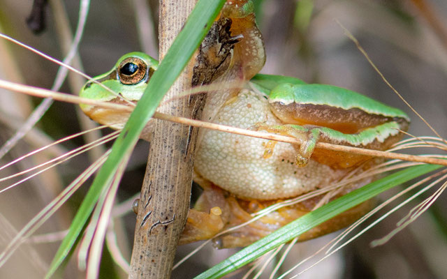 Rainette de Savigny, Hyla savignyi