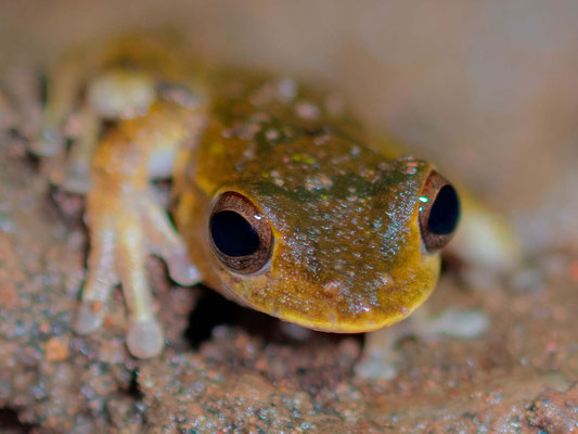 Pristimantis ridens, observée dans la forêt autour de Villa Lapas