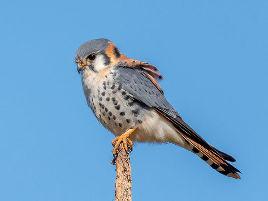  Crécerelle d'Amérique, Falco sparverius