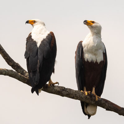 Couple de Pygargue vocife,r Haliaeetus vocifer