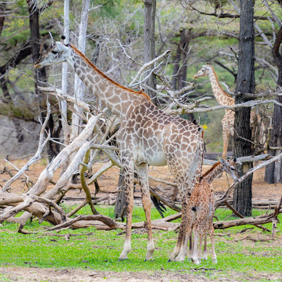  Femelle Girafe Massai, Giraffa tippelskirchii avec son jeune.