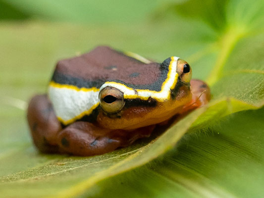 Hyperolius mitchelli, forêt d'Amani.