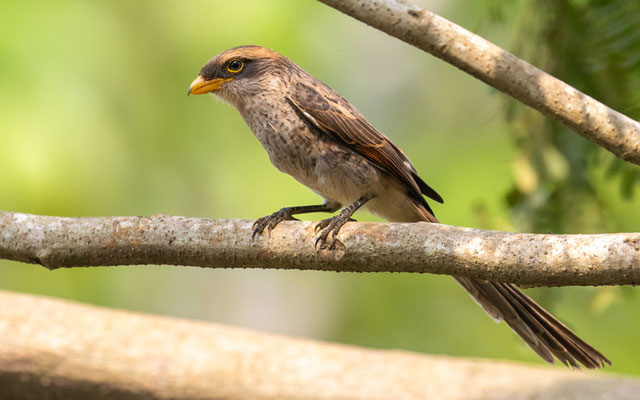  Corvinelle à bec jaune, Lanius corvinus