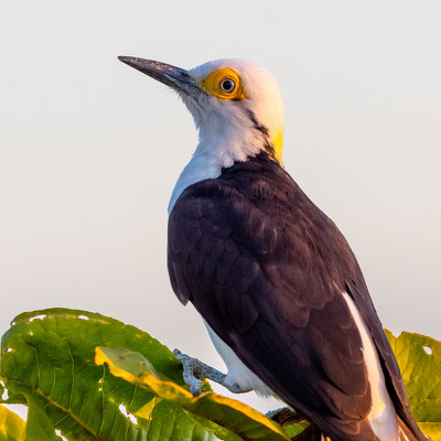  Pic dominicain,  Melanerpes candidus