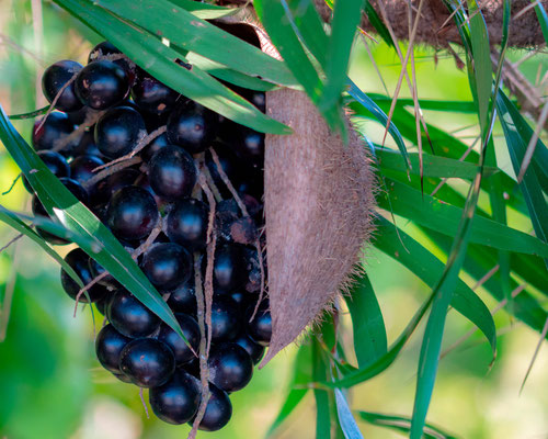 Bactris guineensis. Fruit comestile