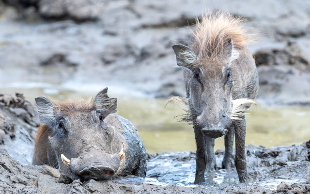 Phacochère commun, Phacochoerus africanus