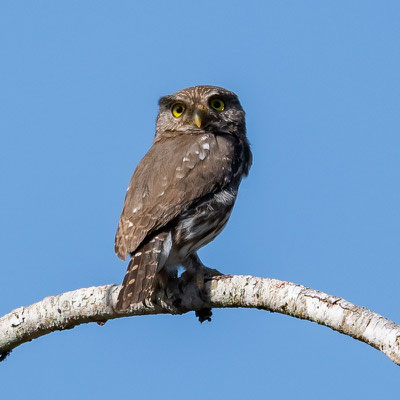  Chevêchette brune, Glaucidium brasilianum