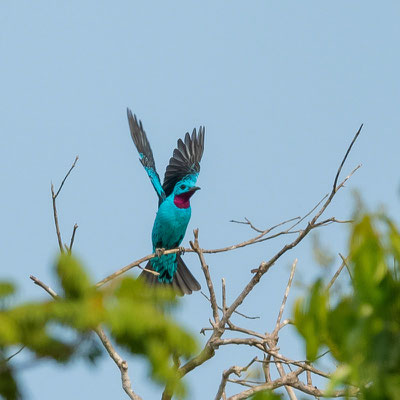 Spangled Cotinga, Cotinga cayana