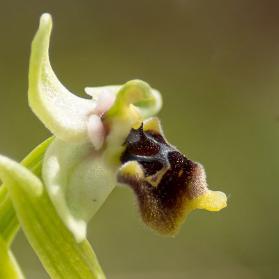 Ophrys Bourdon,  Ophrys fuciflora