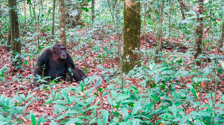 Chimpanzé, Pan troglodytes