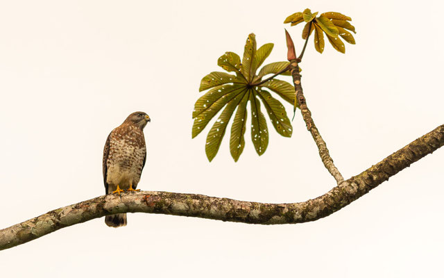 Epervier brun, Accipiter striatus