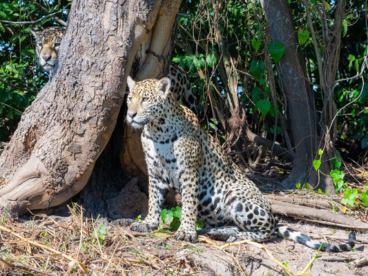 Fratrie de Jaguar, Panthera onca