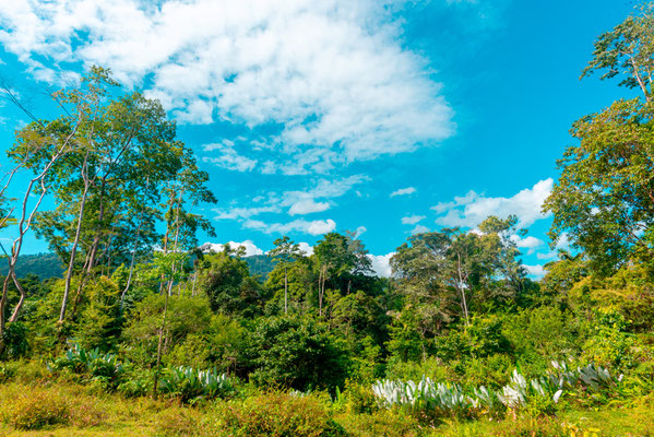 Paysage autour de Selva Bananito