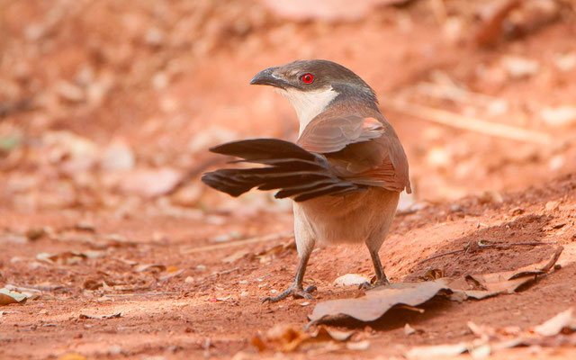 Coucal du Sénégal, Centropus senegalensis