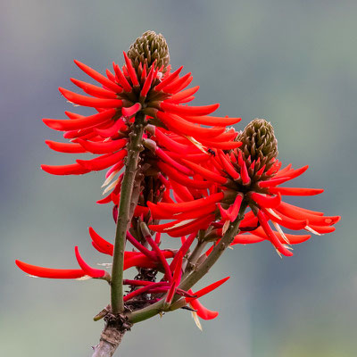 Erythrina speciosa 