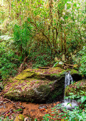 Forêt de San Gerardo