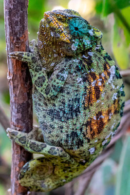 Caméléon des Rwenzoris, Chameleo jonstoni femelle.