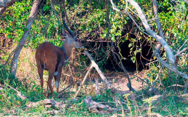 Guib harnaché, Tragelaphus scriptus