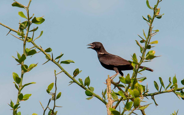 Alecto à bec blanc, Bubalornis albirostris