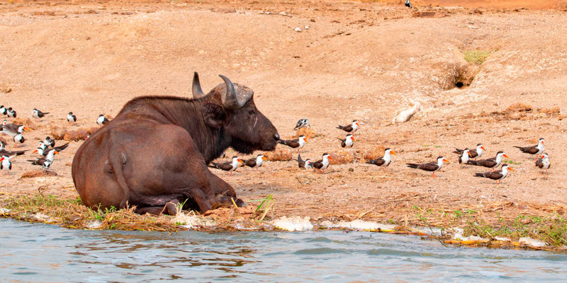 Buffle d'Afrique, Syncerus caffer entouré de Bec-en-ciseaux d'Afrique