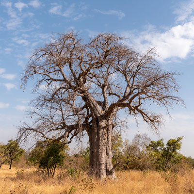 Savane arborée vers le lac Tono