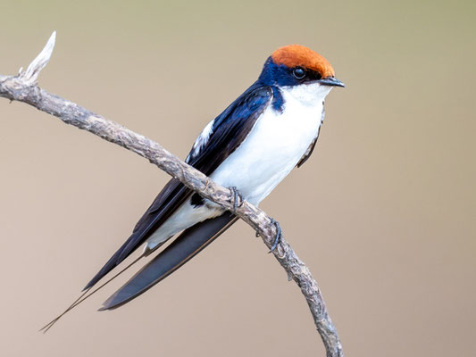 Hirondelle à longs brins, Hirundo smithii