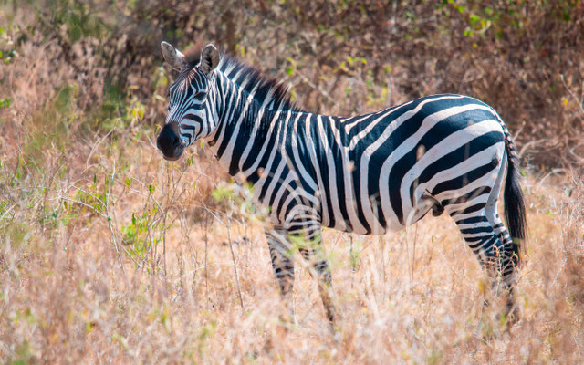 Zèbre des plaines, Equus quagga