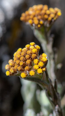 Fleur indéterminée.